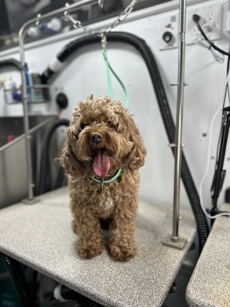 WhitsEnd Pet Grooming LLC
